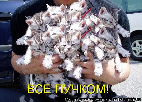 ВСЕ ПУЧКОМ!... Котоматрица: ВСЕ ПУЧКОМ!