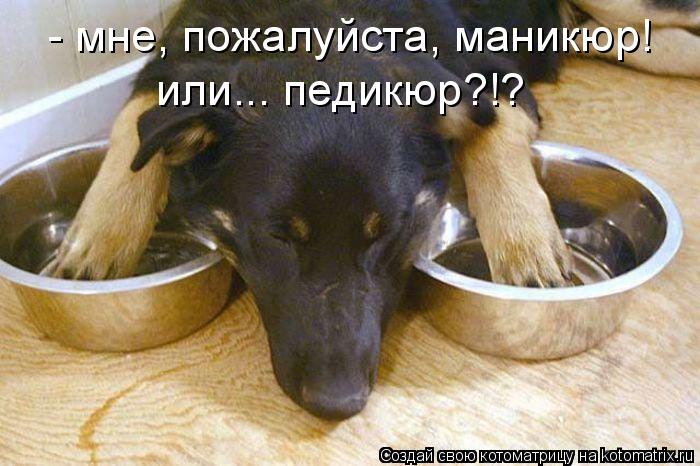 - мне, пожалуйста, маникюр! или... педикюр?!?... Котоматрица: - мне, пожалуйста, маникюр! или... педикюр?!?