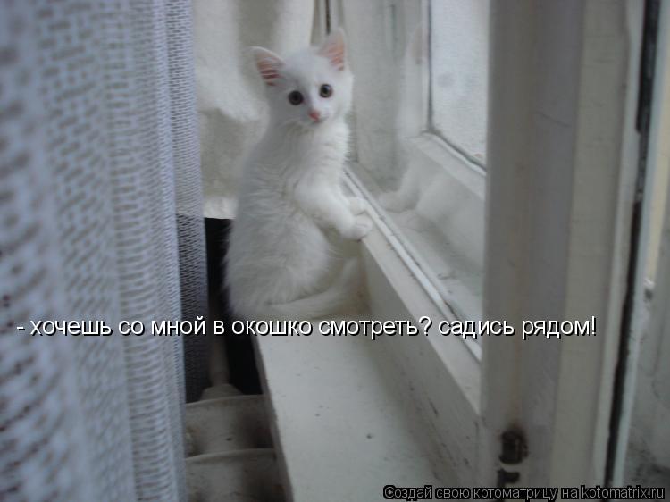 - хочешь со мной в окошко смотреть? садись рядом!... Котоматрица: - хочешь со мной в окошко смотреть? садись рядом!