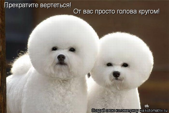Прекратите вертеться! От вас просто голова кругом!... Котоматрица: Прекратите вертеться! От вас просто голова кругом!