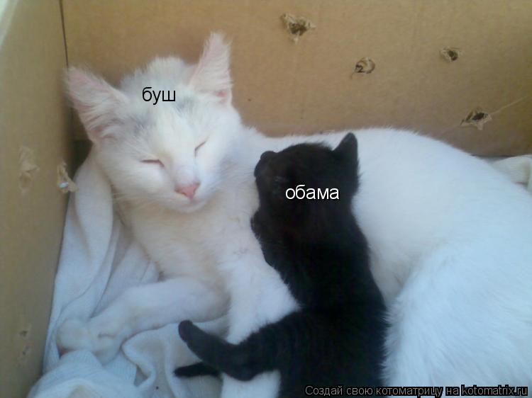 буш обама... Котоматрица: буш обама
