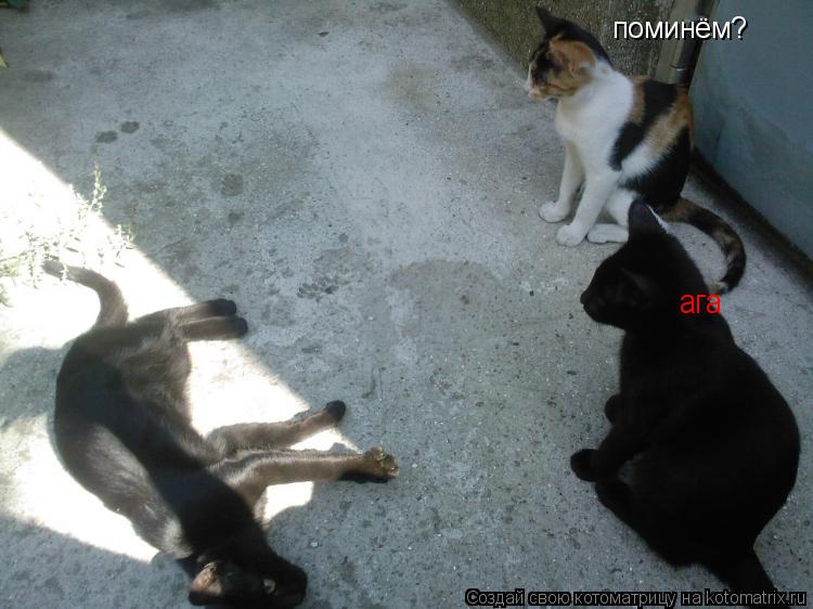 поминём? ага... Котоматрица: поминём? ага