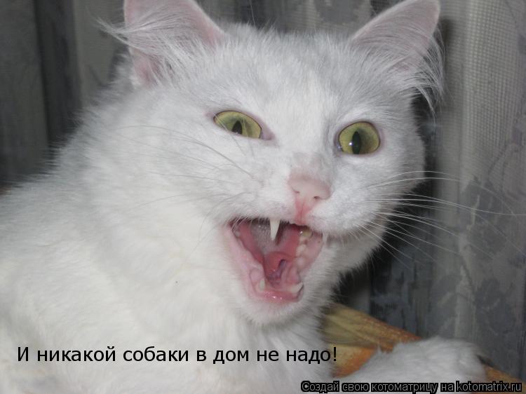 И никакой собаки в дом не надо!... Котоматрица: И никакой собаки в дом не надо!