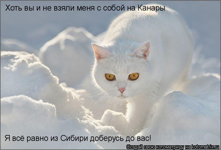 Хоть вы и не взяли меня с собой на Канары Я всё равно из Сибири доберусь до вас!... Котоматрица: Хоть вы и не взяли меня с собой на Канары Я всё равно из Сибири доберусь до вас!