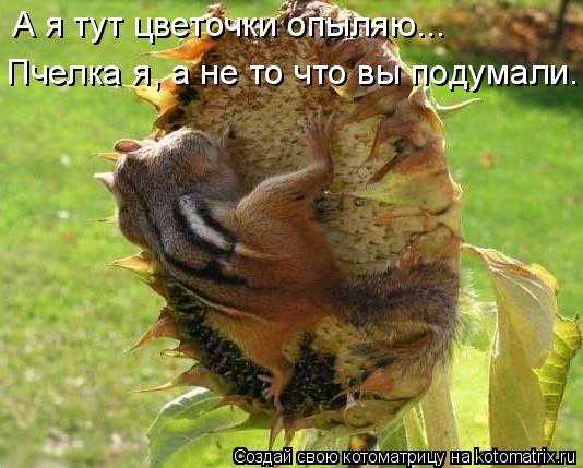А я тут цветочки опыляю... Пчелка я, а не то что вы подумали.... Котоматрица: А я тут цветочки опыляю... Пчелка я, а не то что вы подумали.