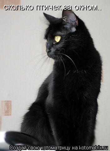 cколько птичек за окном..... Котоматрица: cколько птичек за окном..
