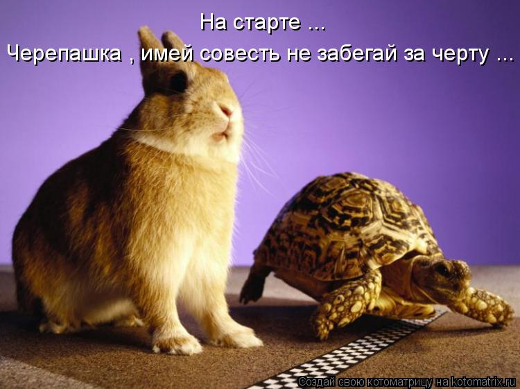 На старте ... Черепашка , имей совесть не забегай за черту ...... Котоматрица: На старте ... Черепашка , имей совесть не забегай за черту ...