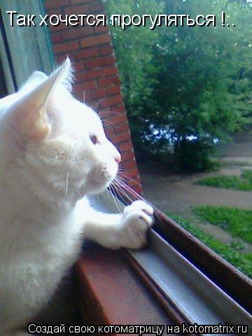 Так хочется прогуляться !..... Котоматрица: Так хочется прогуляться !..