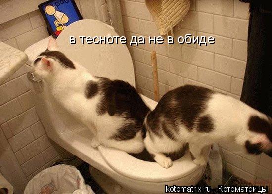 в тесноте да не в обиде... Котоматрица: в тесноте да не в обиде
