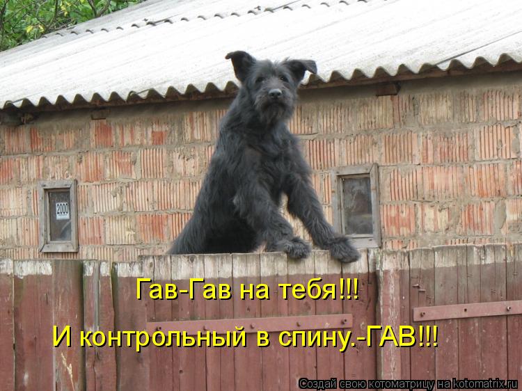 Гав-Гав на тебя!!! И контрольный в спину.-ГАВ!!!... Котоматрица: Гав-Гав на тебя!!! И контрольный в спину.-ГАВ!!!