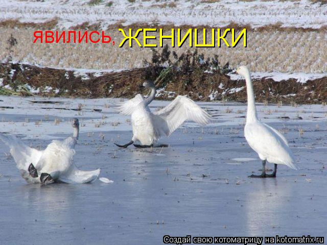 ЯВИЛИСЬ, ЖЕНИШКИ... Котоматрица: ЯВИЛИСЬ, ЖЕНИШКИ