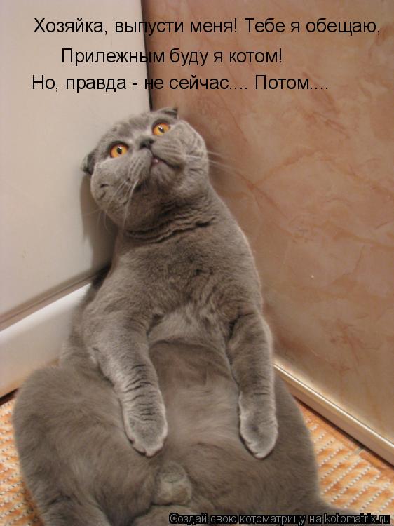 Прилежным буду я котом! Но, правда - не сейчас.... Потом.... Хозяйка, выпусти меня! Тебе я обещаю,... Котоматрица: Прилежным буду я котом! Но, правда - не сейчас.... Потом.... Хозяйка, выпусти меня! Тебе я обещаю,