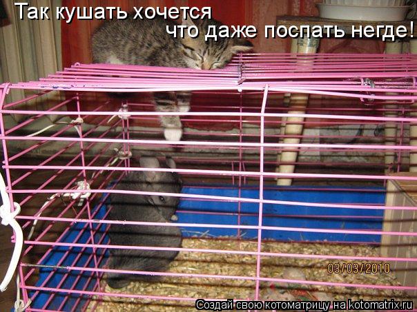 Так кушать хочется что даже поспать негде!... Котоматрица: Так кушать хочется что даже поспать негде!