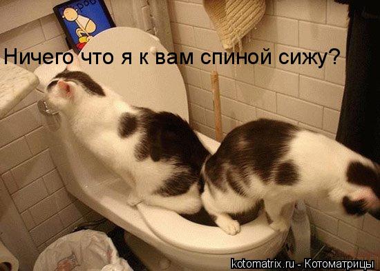Ничего что я к вам спиной сижу?... Котоматрица: Ничего что я к вам спиной сижу?