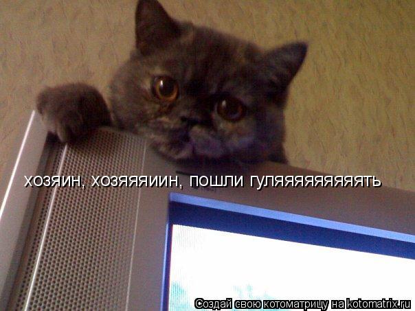хозяин, хозяяяиин, пошли гуляяяяяяяяять... Котоматрица: хозяин, хозяяяиин, пошли гуляяяяяяяяять