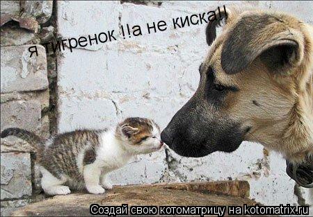 я тигренок !!а не киска!!... Котоматрица: я тигренок !!а не киска!!