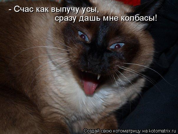 - Счас как выпучу усы, сразу дашь мне колбасы!... Котоматрица: - Счас как выпучу усы, сразу дашь мне колбасы!