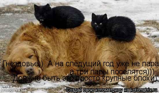 Гнездовье)) А на следущий год уже не пара,а три пары поселятся))) Должно быть это просто крупные бл... Котоматрица: Гнездовье)) А на следущий год уже не пара,а три пары поселятся))) Должно быть это просто крупные блохи) ,а три пары поселятся))) Должно быть эт