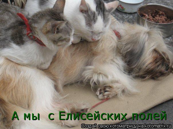 А мы с Елисейских полей... Котоматрица: А мы с Елисейских полей