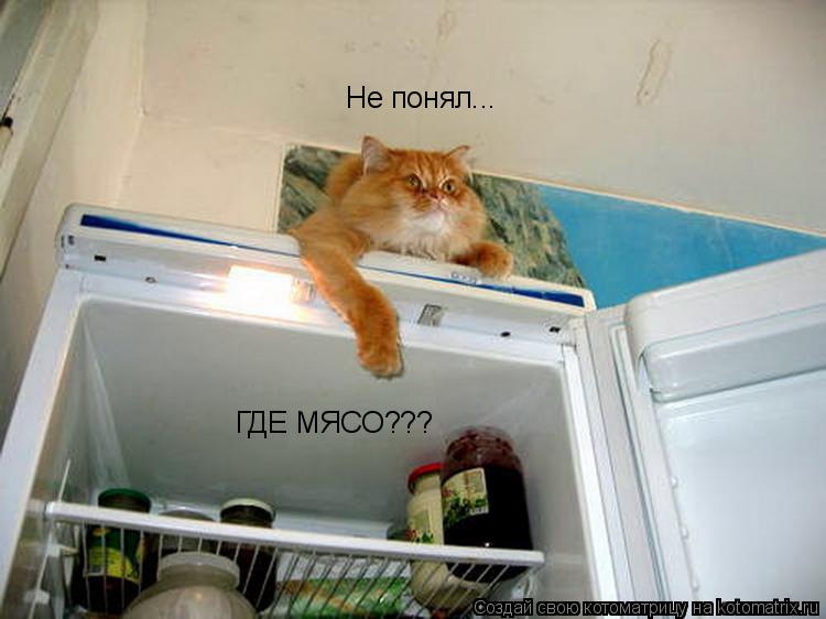 Не понял... ГДЕ МЯСО???... Котоматрица: Не понял... ГДЕ МЯСО???