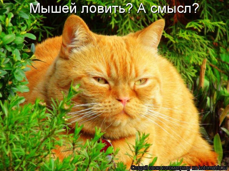 Мышей ловить? А смысл?... Котоматрица: Мышей ловить? А смысл?