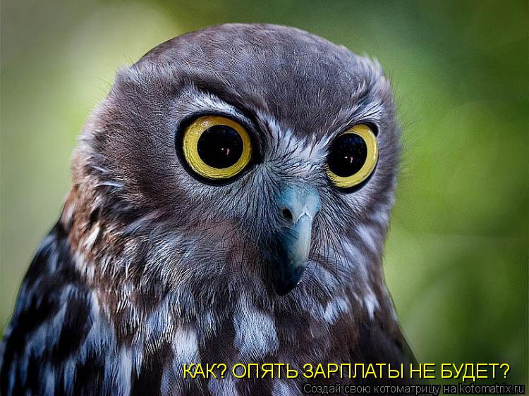 КАК? ОПЯТЬ ЗАРПЛАТЫ НЕ БУДЕТ?... Котоматрица: КАК? ОПЯТЬ ЗАРПЛАТЫ НЕ БУДЕТ?