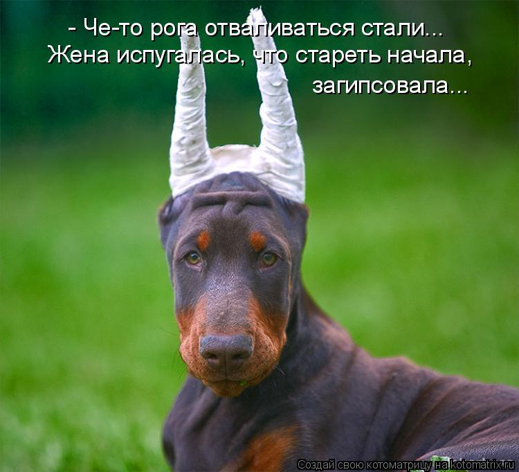 - Че-то рога отваливаться стали... Жена испугалась, что стареть начала, загипсовала...... Котоматрица: - Че-то рога отваливаться стали... Жена испугалась, что стареть начала, загипсовала...