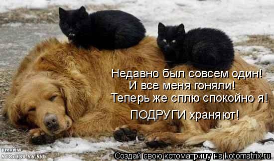 Недавно был совсем один! И все меня гоняли! Теперь же сплю спокойно я! ПОДРУГИ храняют!... Котоматрица: Недавно был совсем один! И все меня гоняли! Теперь же сплю спокойно я! ПОДРУГИ храняют!