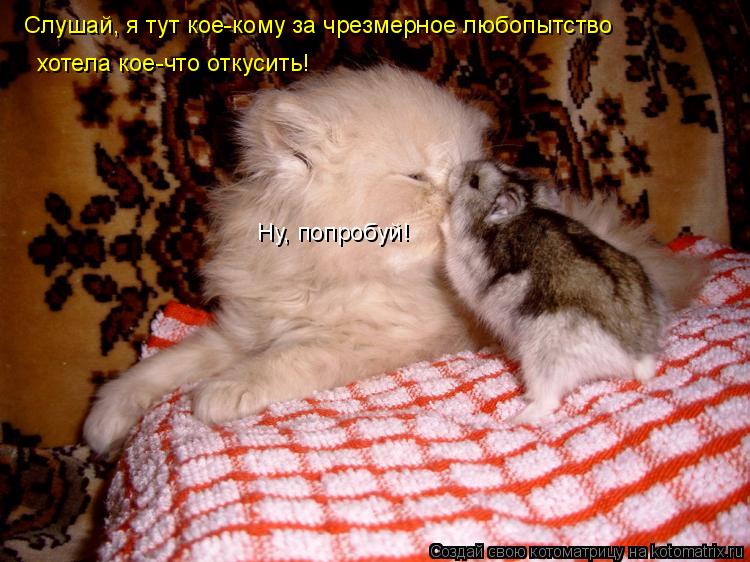 Слушай, я тут кое-кому за чрезмерное любопытство хотела кое-что откусить! Ну, попробуй!... Котоматрица: Слушай, я тут кое-кому за чрезмерное любопытство хотела кое-что откусить! Ну, попробуй!