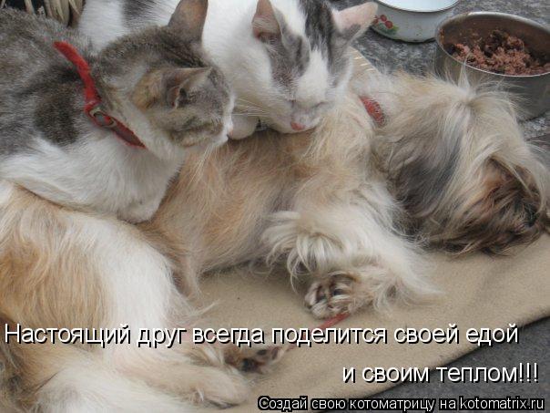 Настоящий друг всегда поделится своей едой и своим теплом!!!... Котоматрица: Настоящий друг всегда поделится своей едой и своим теплом!!!