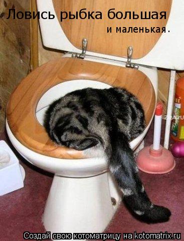 Ловись рыбка большая и маленькая .... Котоматрица: Ловись рыбка большая и маленькая .