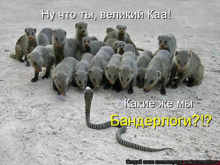Ну что ты, великий Каа! Какие же мы Бандерлоги?!?... Котоматрица: Ну что ты, великий Каа! Какие же мы Бандерлоги?!?