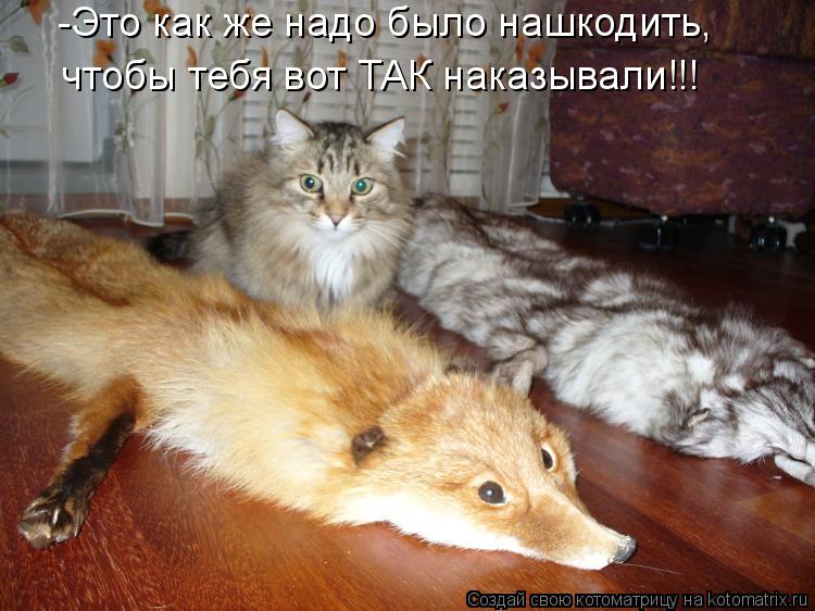 -Это как же надо было нашкодить, чтобы тебя вот ТАК наказывали!!!... Котоматрица: -Это как же надо было нашкодить, чтобы тебя вот ТАК наказывали!!!
