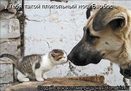 у тебя такой пликольный нос, Барбос... Котоматрица: у тебя такой пликольный нос, Барбос