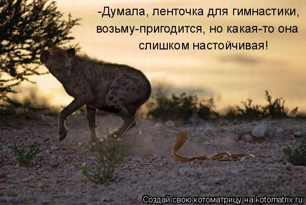 -Думала, ленточка для гимнастики, возьму-пригодится, но какая-то она слишком настойчивая!... Котоматрица: -Думала, ленточка для гимнастики, возьму-пригодится, но какая-то она слишком настойчивая!