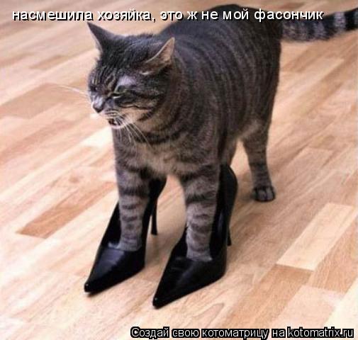 насмешила хозяйка, это ж не мой фасончик... Котоматрица: насмешила хозяйка, это ж не мой фасончик