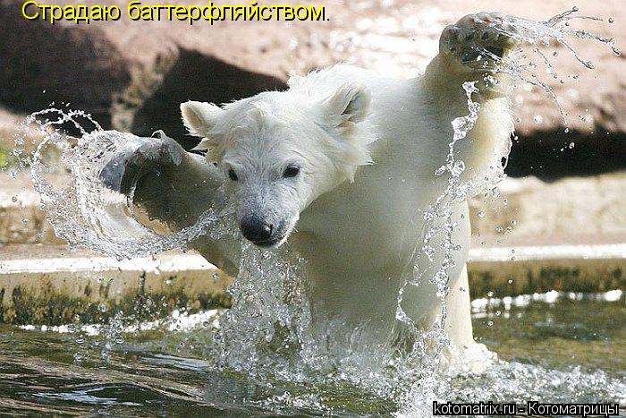 Страдаю баттерфляйством.... Котоматрица: Страдаю баттерфляйством.