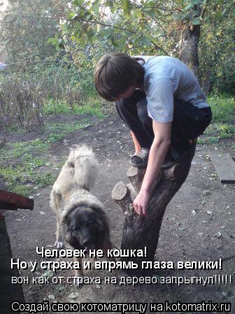 Человек не кошка! Но у страха и впрямь глаза велики! вон как от страха на дерево запрыгнул!!!!!... Котоматрица: Человек не кошка! Но у страха и впрямь глаза велики! вон как от страха на дерево запрыгнул!!!!!