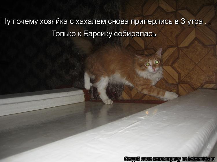 Ну почему хозяйка с хахалем снова приперлись в 3 утра ... Только к Барсику собиралась... Котоматрица: Ну почему хозяйка с хахалем снова приперлись в 3 утра ... Только к Барсику собиралась