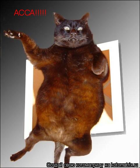 АССА!!!!!... Котоматрица: АССА!!!!!