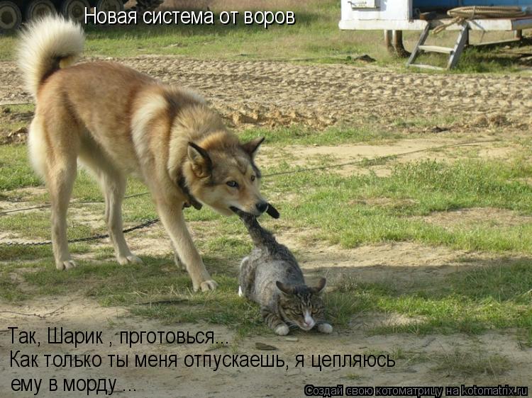 Новая система от воров Так, Шарик , прготовься... Как только ты меня отпускаешь, я цепляюсь ему в м... Котоматрица: Новая система от воров Так, Шарик , прготовься... Как только ты меня отпускаешь, я цепляюсь ему в морду ...