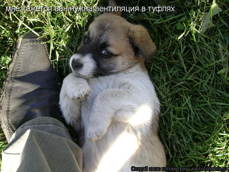 мне кажется ван нужна вентиляция в туфлях... Котоматрица: мне кажется ван нужна вентиляция в туфлях