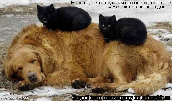 - Барсик , а что под нами то вверх, то вниз ? - Неважно, спи пока дают !... Котоматрица: - Барсик , а что под нами то вверх, то вниз ? - Неважно, спи пока дают !