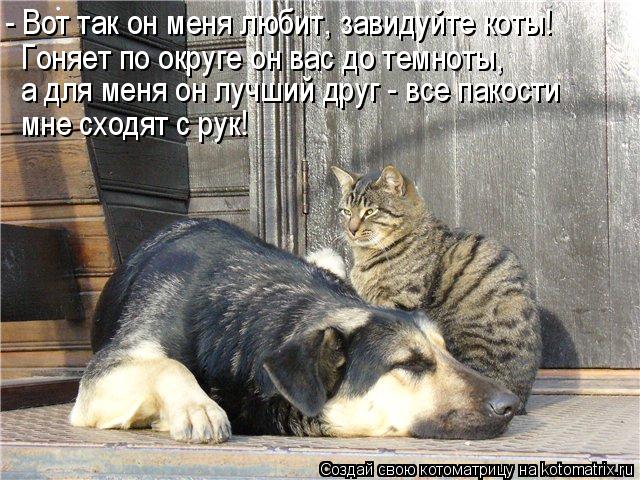 - Вот так он меня любит, завидуйте коты! Гоняет по округе он вас до темноты, а для меня он лучший дру... Котоматрица: - Вот так он меня любит, завидуйте коты! Гоняет по округе он вас до темноты, а для меня он лучший друг - все пакости мне сходят с рук!