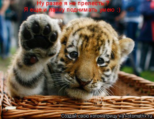 Котоматрица: Ну разве я не прелесть ? Я еще и лапку поднимать умею :)
