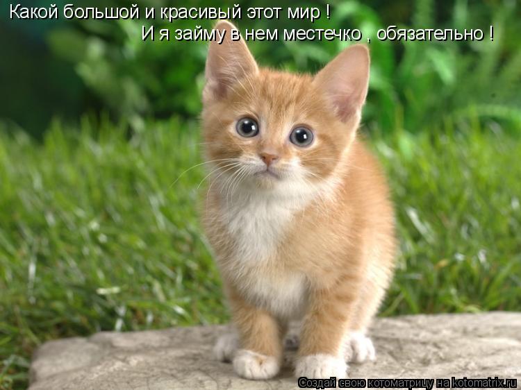 Какой большой и красивый этот мир ! И я займу в нем местечко , обязательно !... Котоматрица: Какой большой и красивый этот мир ! И я займу в нем местечко , обязательно !