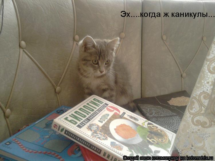 Эх....когда ж каникулы...... Котоматрица: Эх....когда ж каникулы...