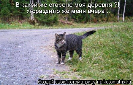 В какрй же стороне моя деревня ?! Угораздило же меня вчера ..... Котоматрица: В какрй же стороне моя деревня ?! Угораздило же меня вчера ..