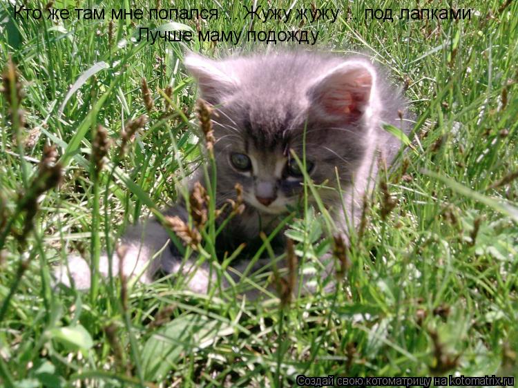 Котоматрица: Кто же там мне попался ... Жужу жужу ... под лапками  Лучше маму подожду