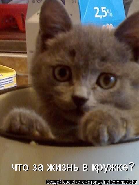 что за жизнь в кружке?... Котоматрица: что за жизнь в кружке?